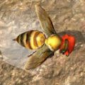 蜜蜂生存模拟器手机版